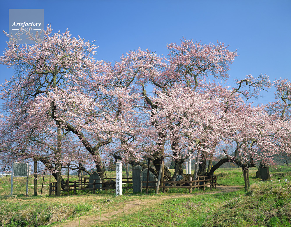 石部桜 会津五桜 樹齢約600年 エドヒガン 市指定天然記念物