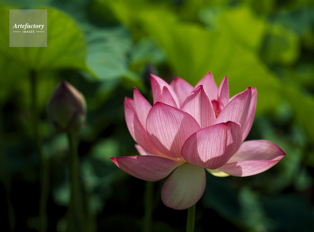 ハスの花 琵琶湖烏丸半島