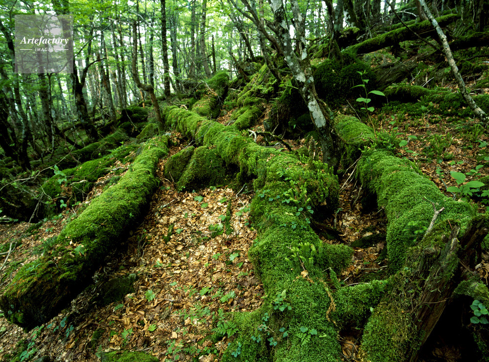 苔倒木と原生林 弥山弁天の森 世界遺産