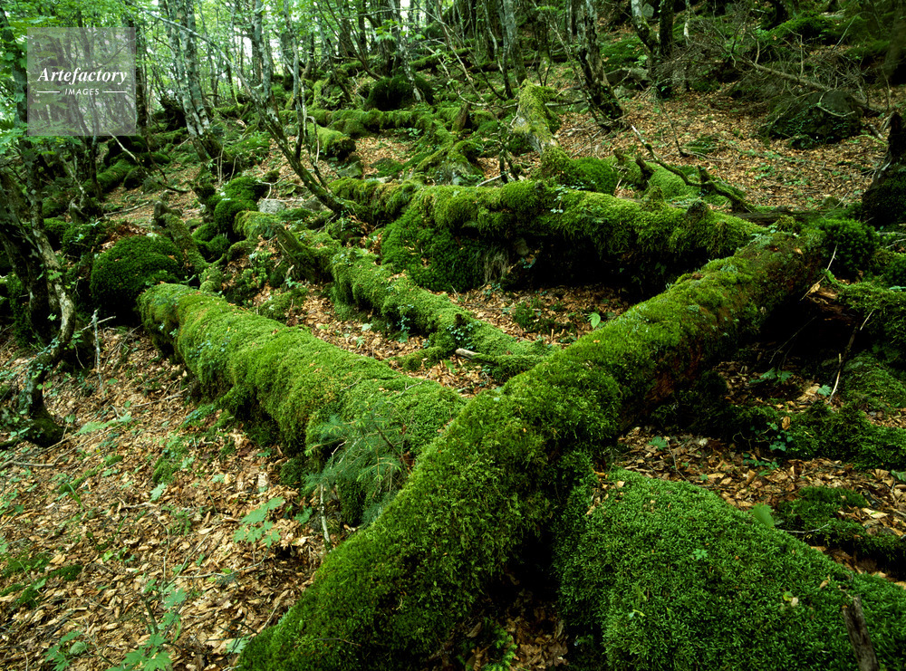 苔倒木と原生林 弥山弁天の森 世界遺産