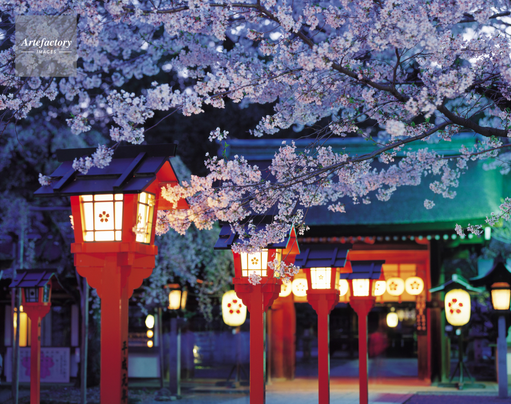 平野神社 夜桜