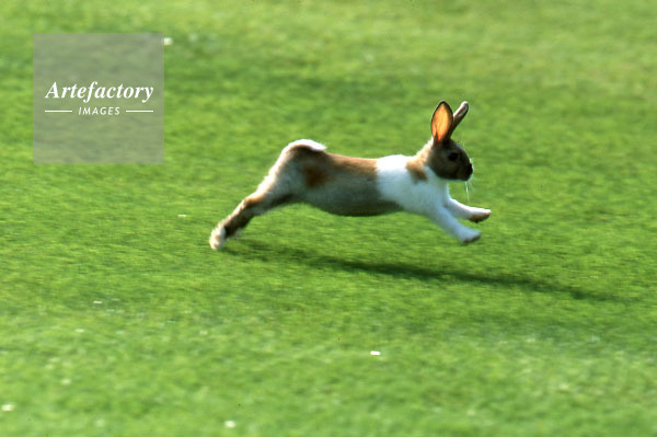 ピョンピョン跳ねるウサギ