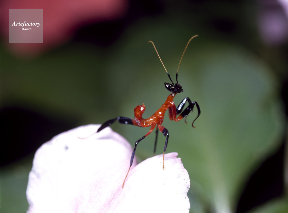 ハナカマキリ 1齢幼虫