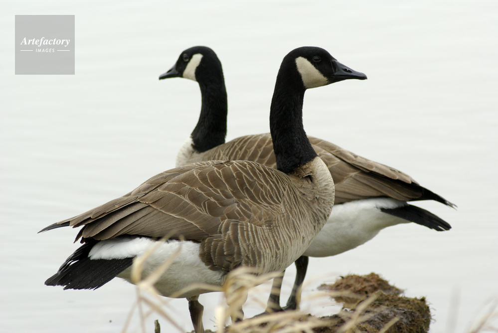 カナダガン Canada Goose