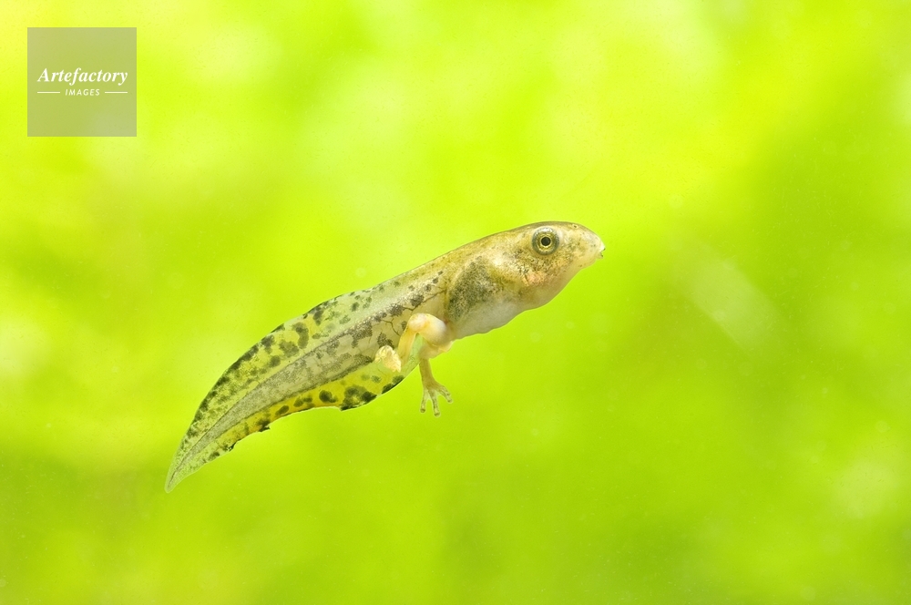 アマガエル オタマジャクシ 後ろ脚が生える