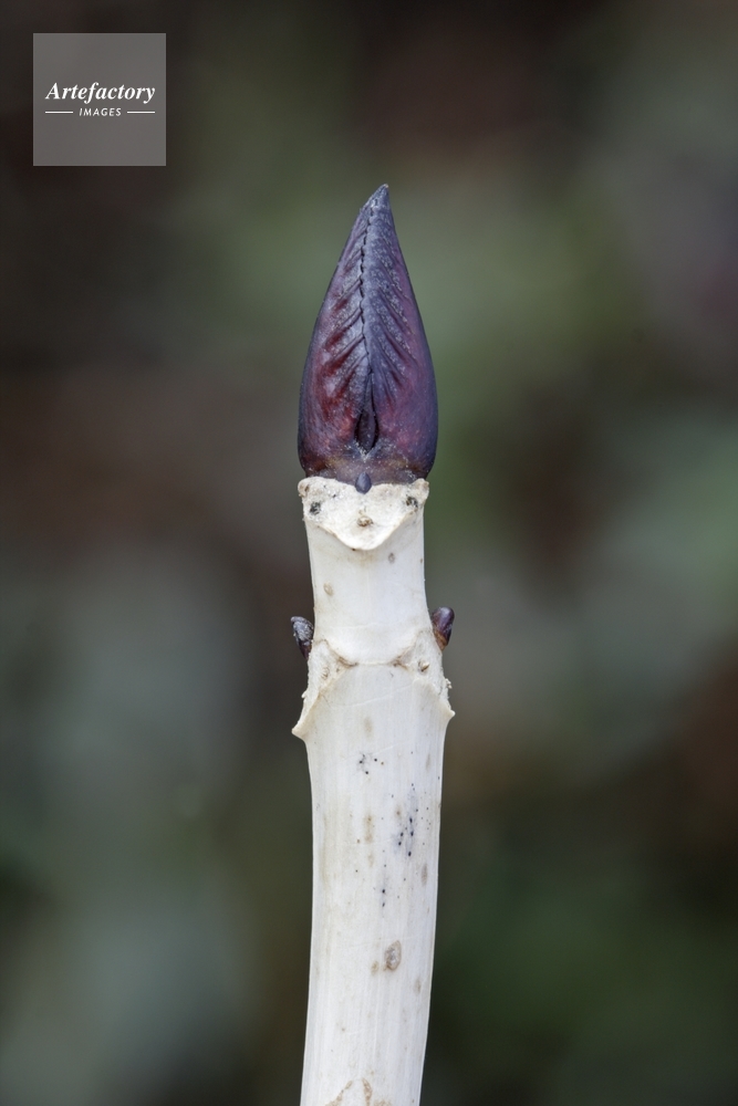 アジサイ冬芽