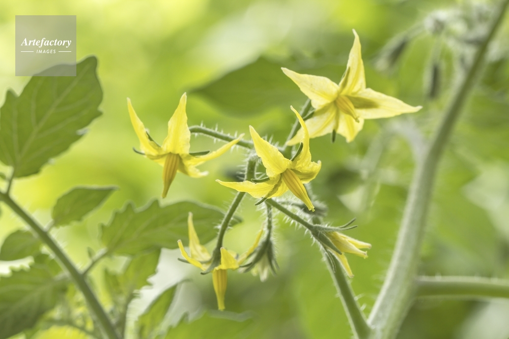 ミニトマト 花とつぼみ