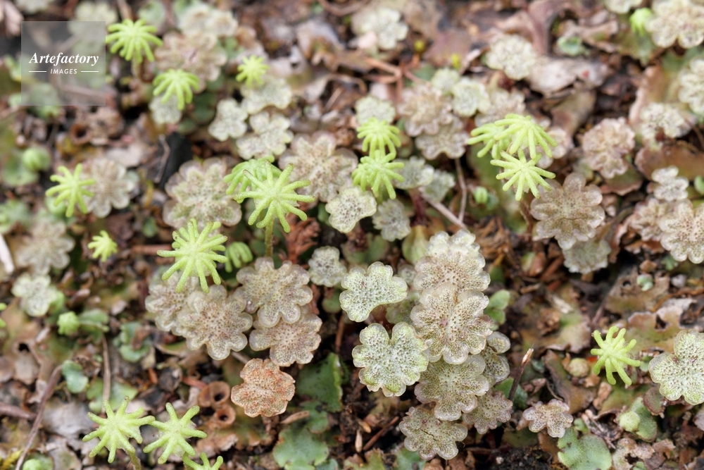 ゼニゴケ 雄花 雌花