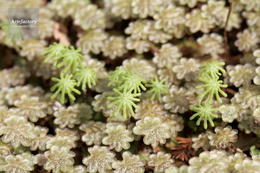 ゼニゴケ 雄花 雌花