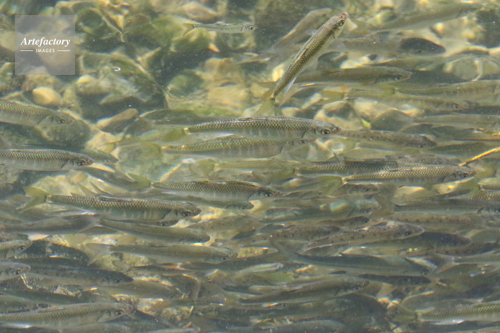 オイカワ ヤマベ ニゴイ ハヤ アユ などの小魚の群れ