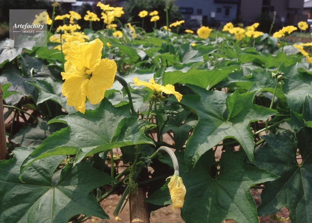 ヘチマ 棚の上で咲く雌花と雄花