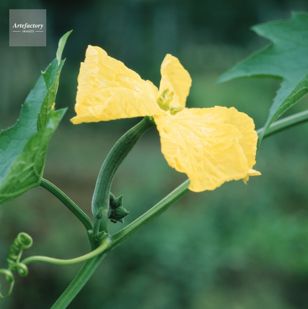 ヘチマの雌花