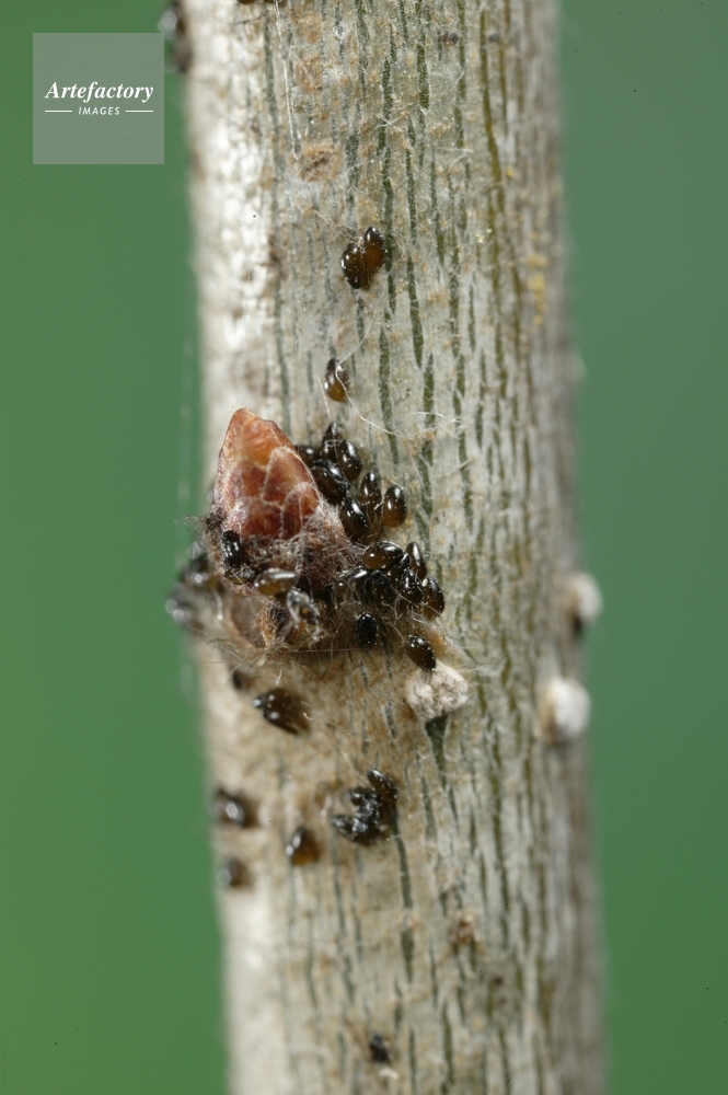 アブラムシ アリマキ の1種の卵