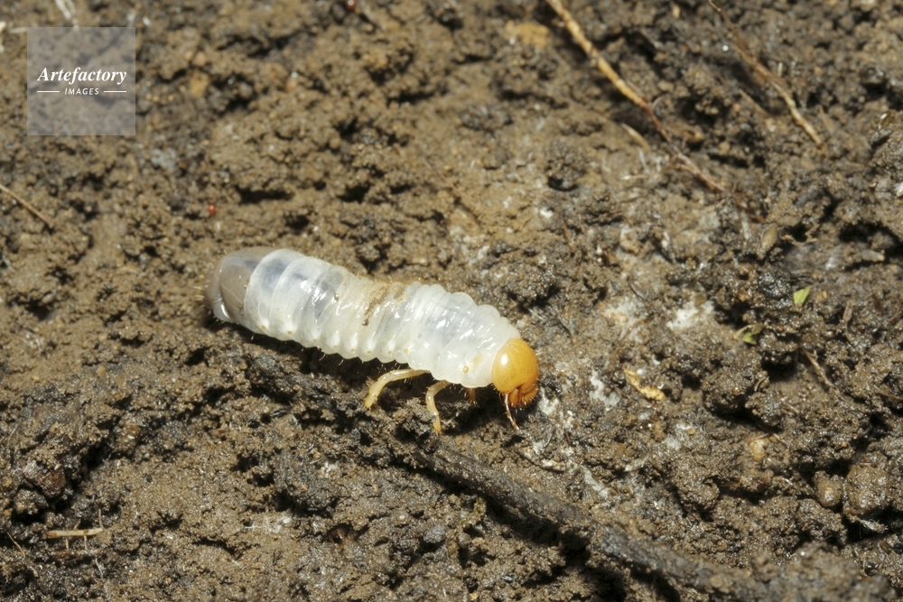 シロテンハナムグリ 幼虫