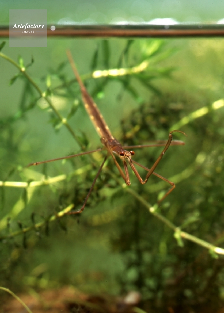 ミズカマキリ幼虫 獲物を待つ