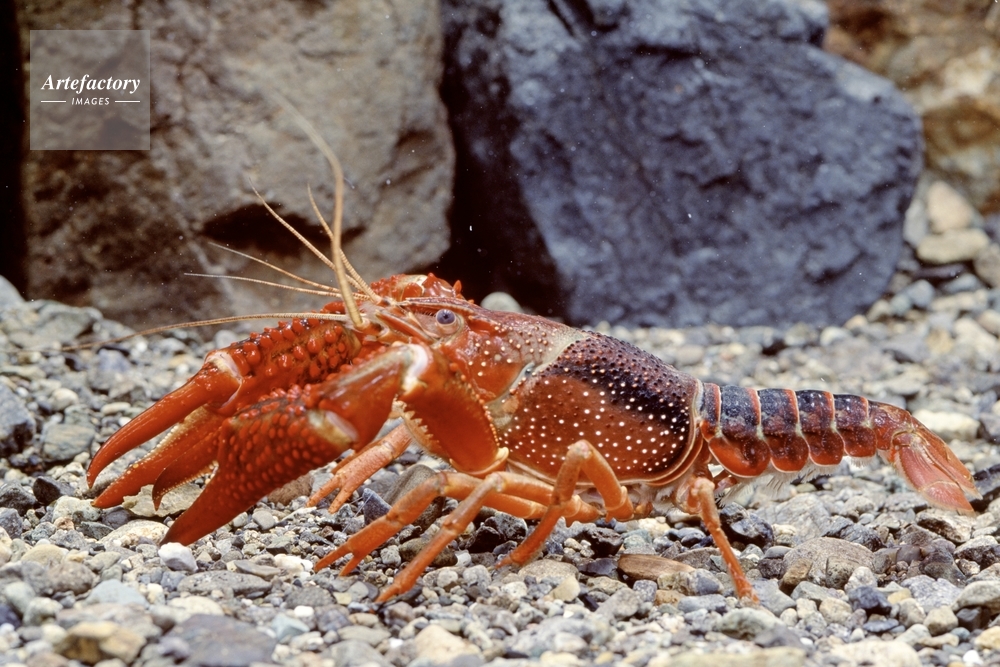 アメリカザリガニ オス