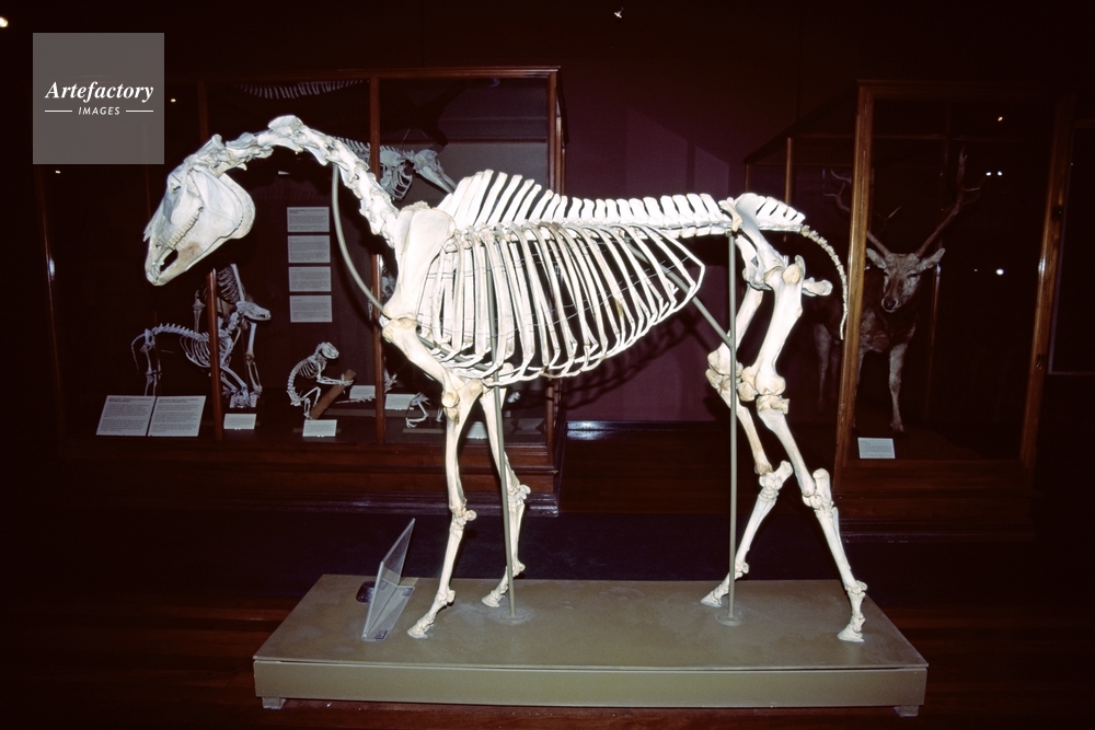 馬の骨格標本