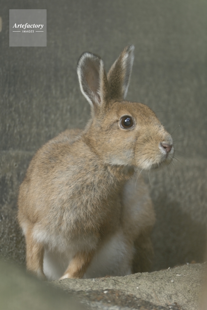 ウサギ トウホクノウサギ 夏毛 Japanese Hare