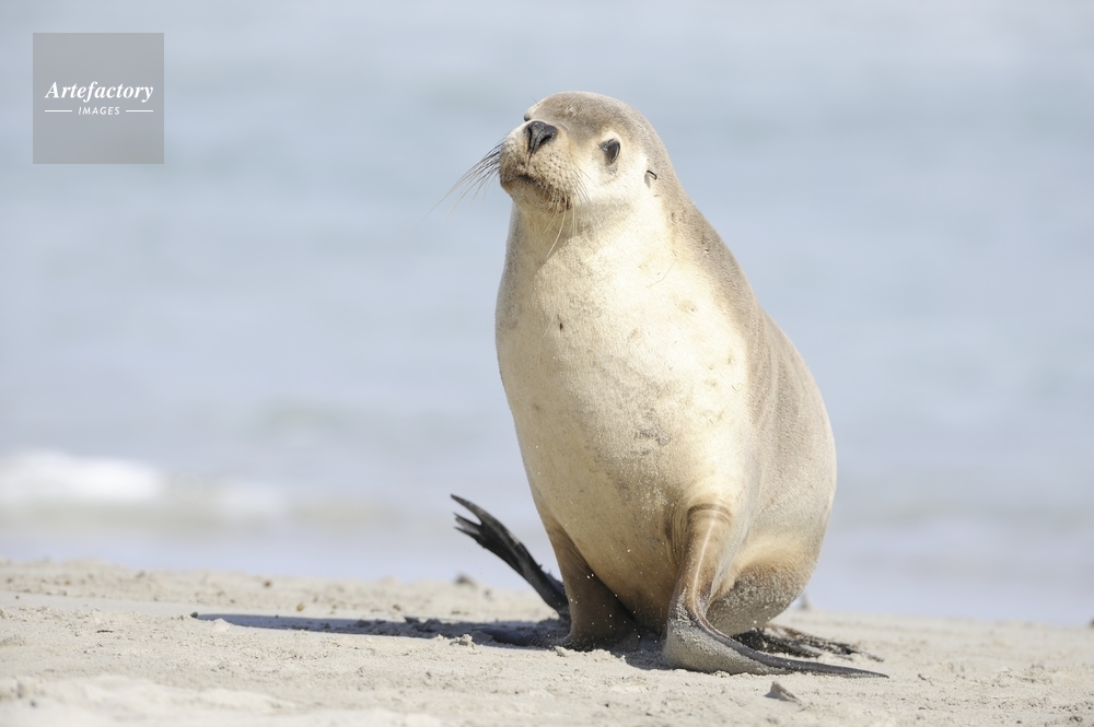 アシカ オーストラリアアシカ Australian Sea Lion