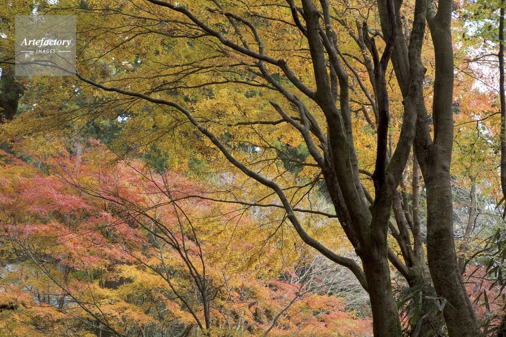 花園渓谷の紅葉