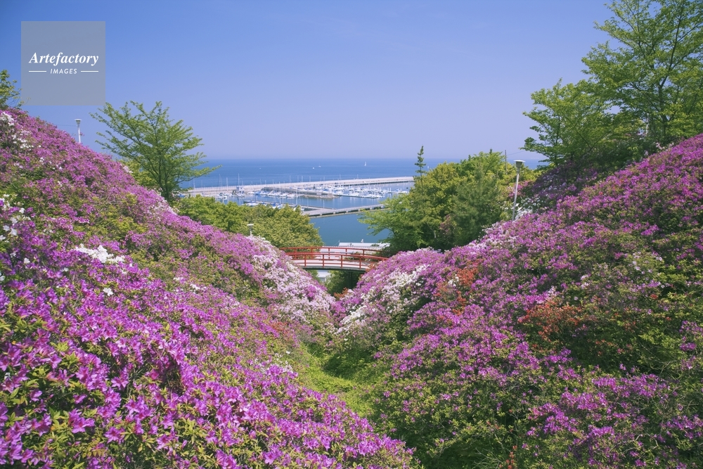 ツツジ咲く淡輪遊園より淡輪ヨットハーバー