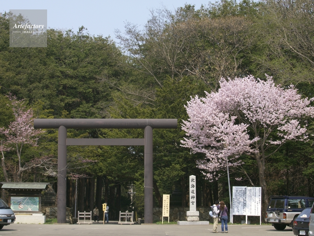 北海道神宮と桜