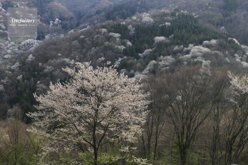 桜仙峡のエドヒガン桜