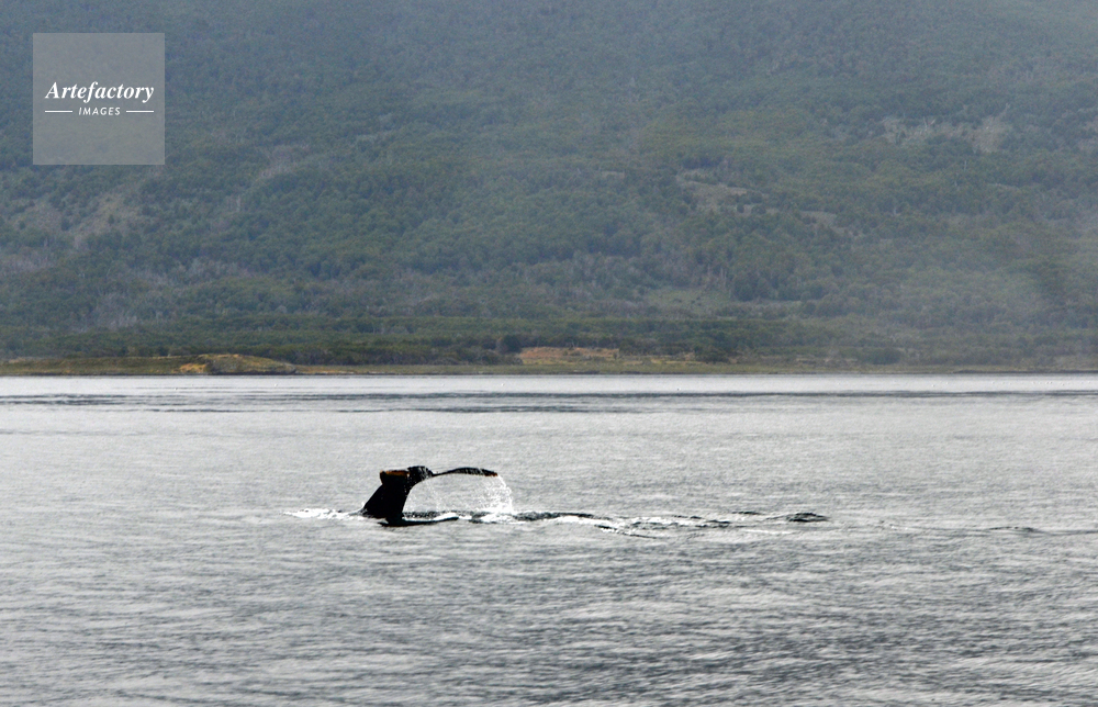 ビーグル水道のクジラの尾