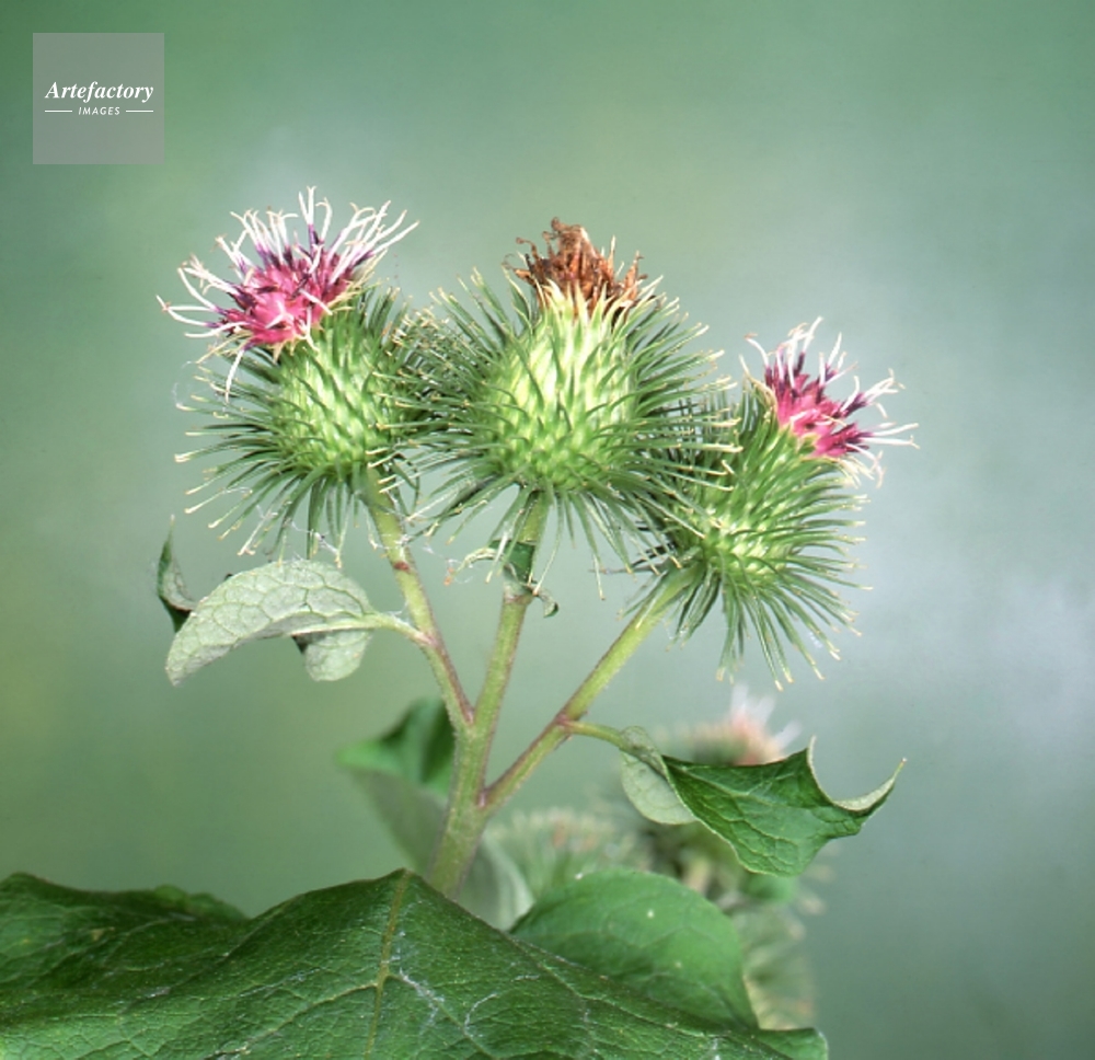 ゴボウの花