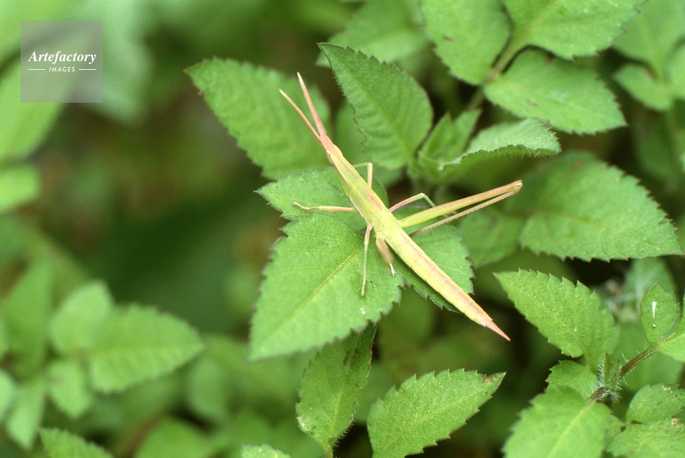 ショウリョウバッタの幼虫