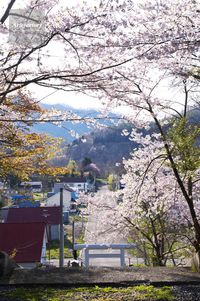 幾春別神社の桜と奔別町市街地