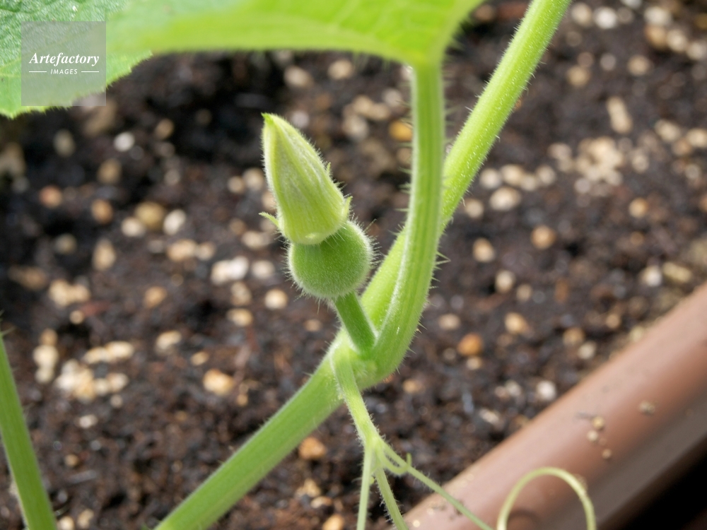 オモチャカボチャ 雌花のつぼみ