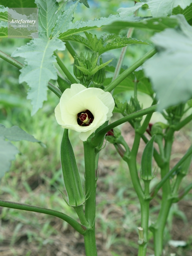 オクラ 花と実