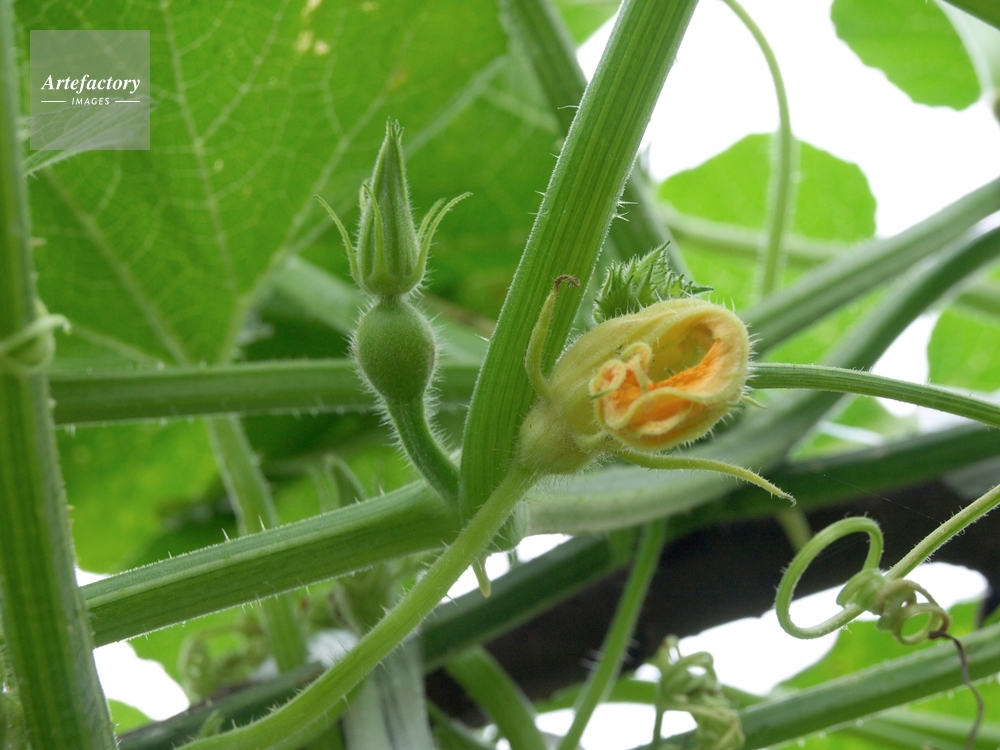 オモチャカボチャ 雄花のおわりと雌花つぼみ