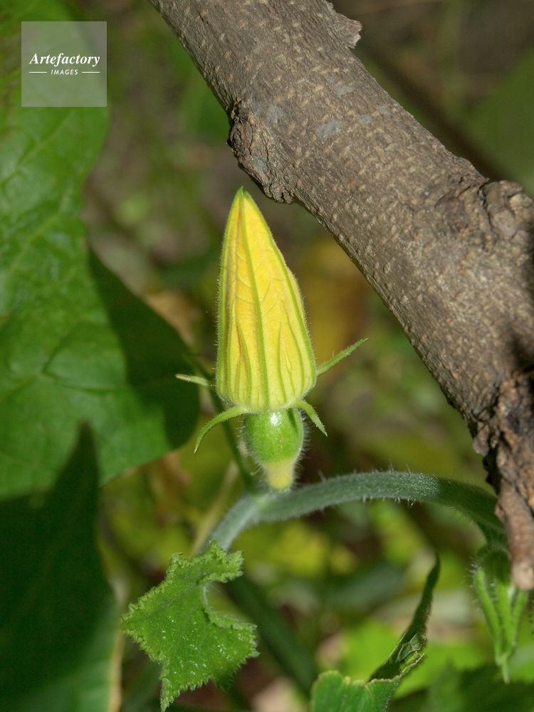 オモチャカボチャ 雌花つぼみ