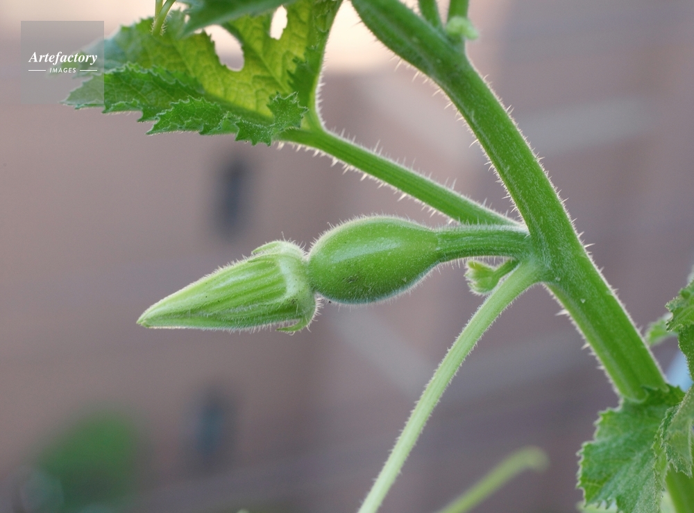 オモチャカボチャ 雌花つぼみ