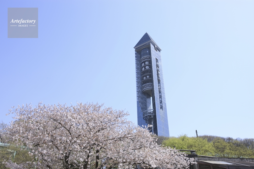 東山動物園 東山スカイタワーと桜