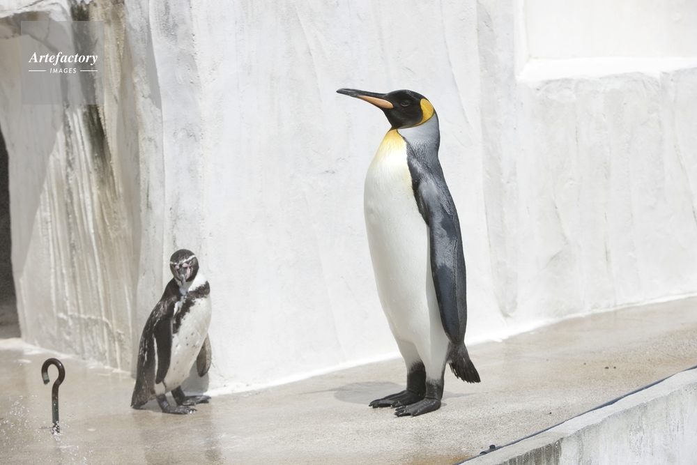 東山動物園のオウサマペンギンとフンボルトペンギン