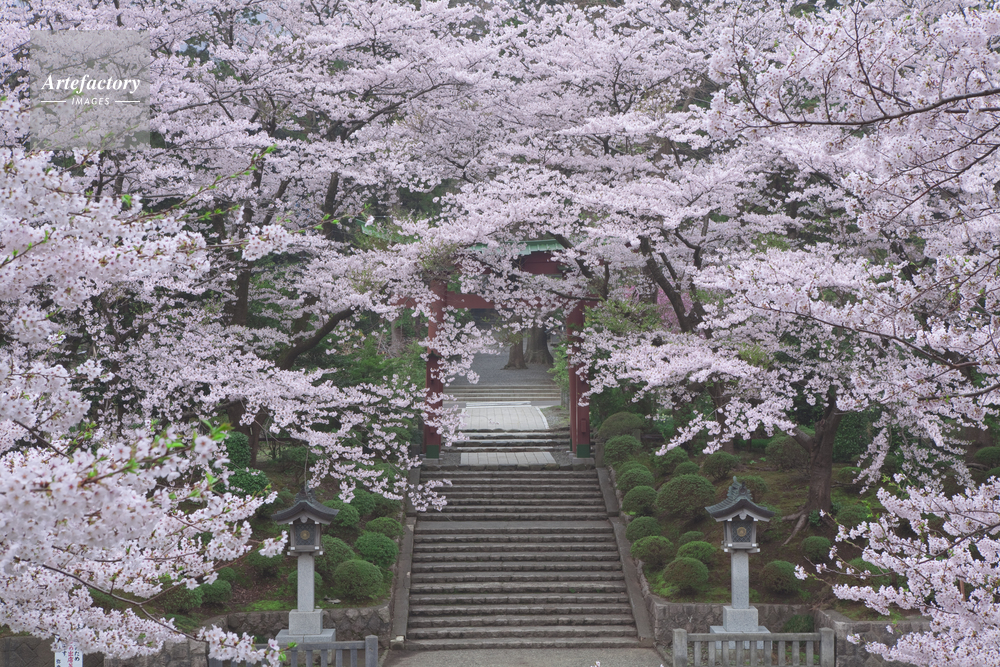 弥彦神社の桜