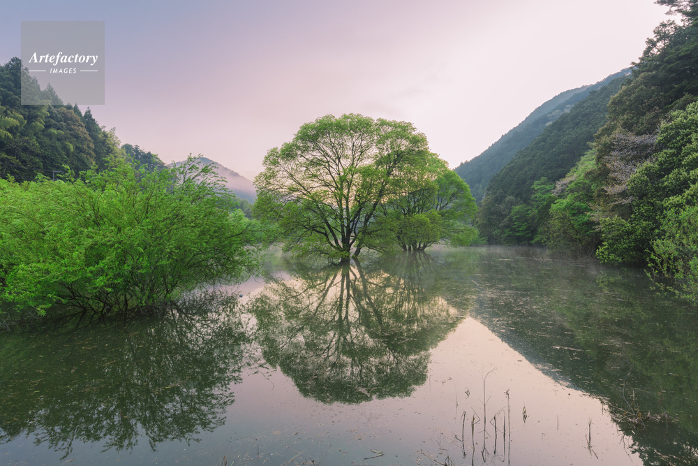 水中木と朝霧