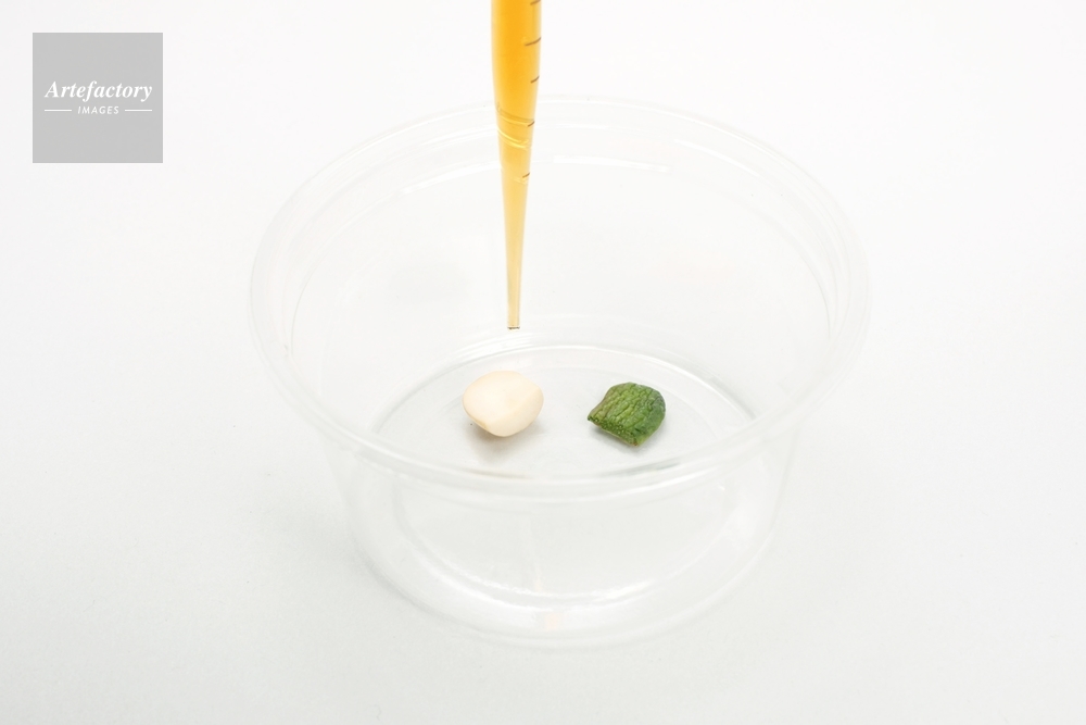 インゲンマメの発芽実験 ヨウ素液