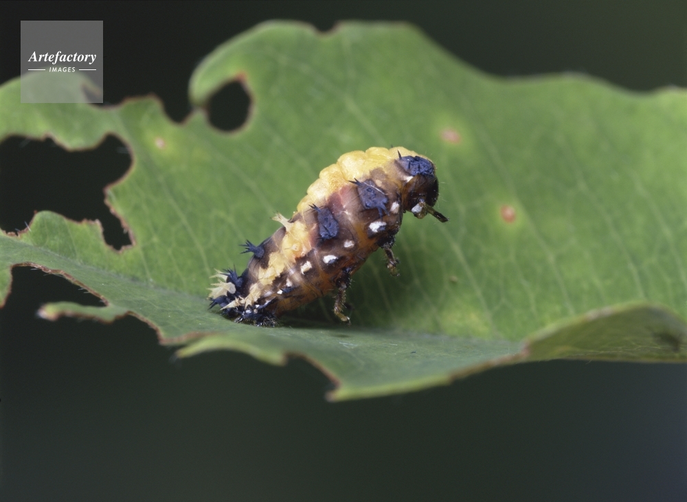 背中の皮が破ける テントウムシの変身 蛹化と羽化