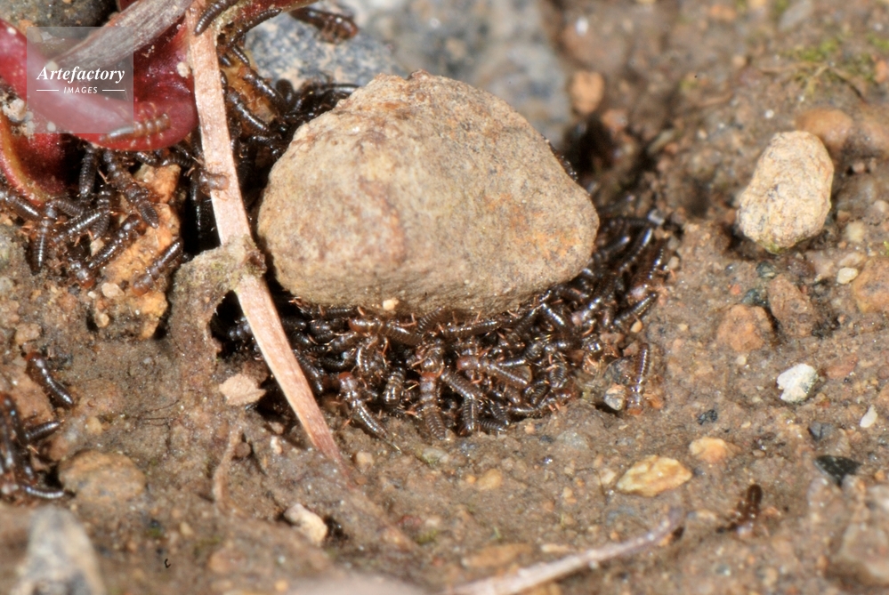 ヒメツチハンミョウ卵からふ化してきた幼虫 卵がたくさん