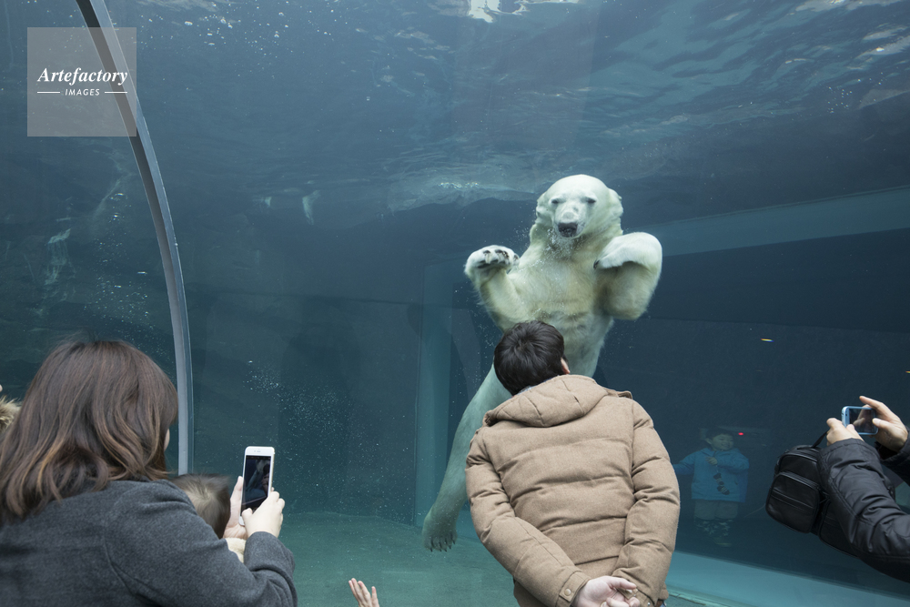 円山動物園のホッキョクグマ館