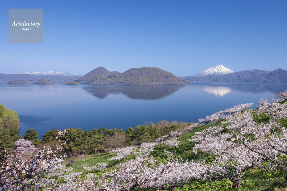 梅の花咲く壮瞥公園と洞爺湖