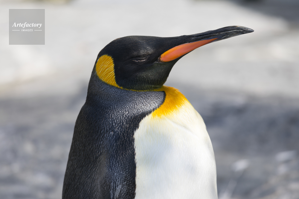 キングペンギン